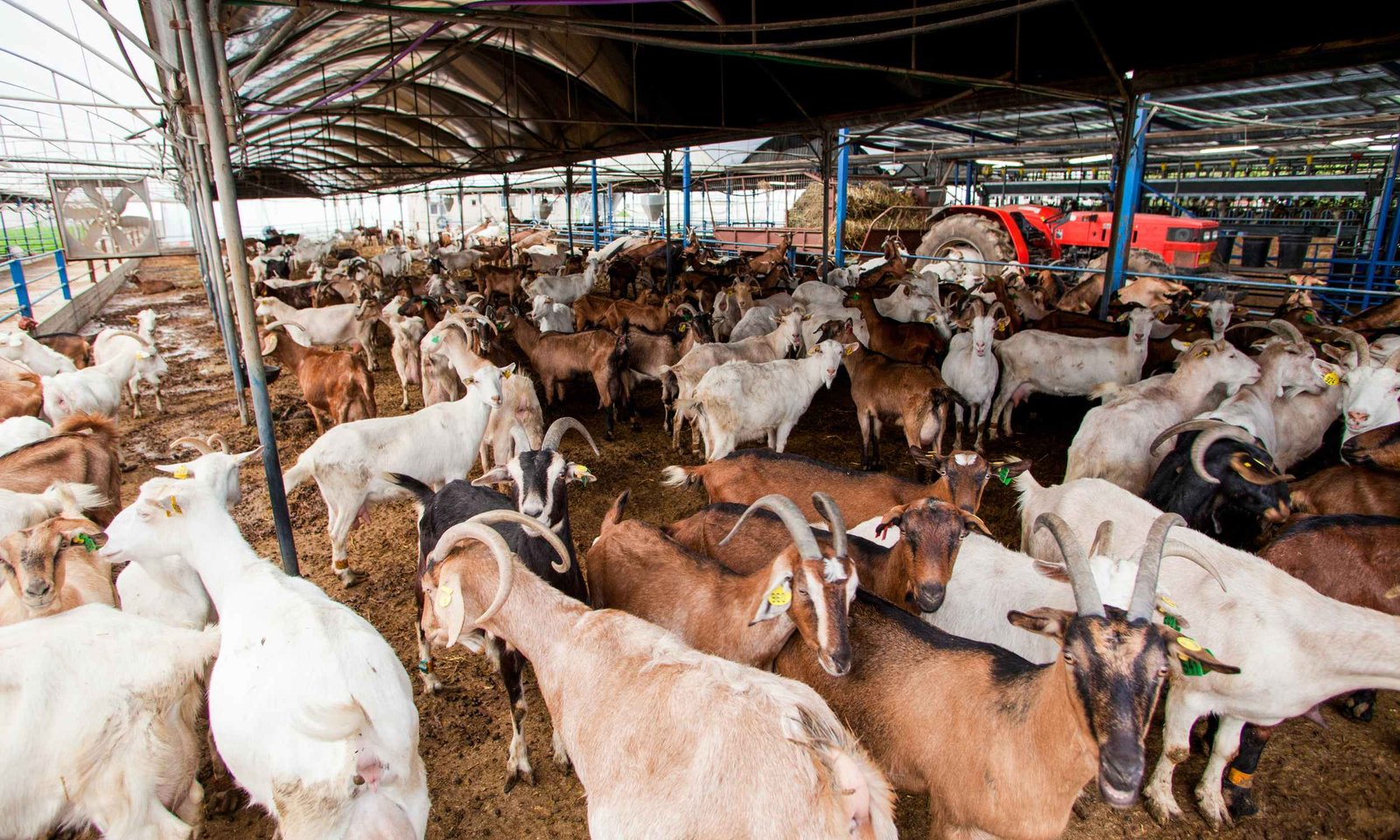 Driving Sustainable Livestock Transformation: The Growing Impact of Gocarin Industries in India