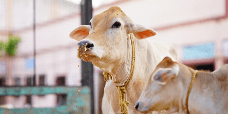 Sustainable Livestock Practices: The Key to Healthier Cattle and Higher Income