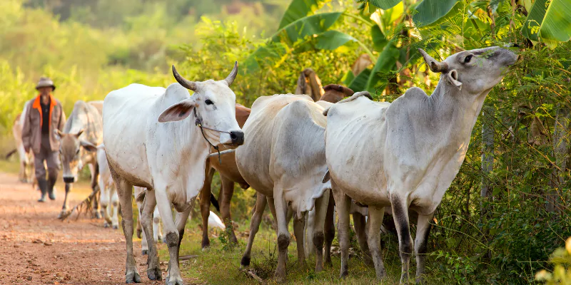 Towards a Sustainable Agricultural Future with Gocarin Inc.