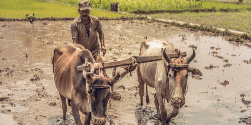 Revolutionizing Animal Nutrition: How Gocarin is Empowering Indian Farmers