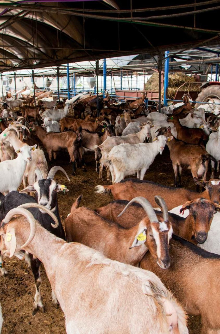 Untitled design - 2026-01-27T124121.986